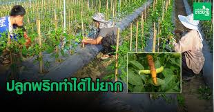 ปลูกพริกทำได้ไม่ยาก…แต่ต้องเรียนรู้
