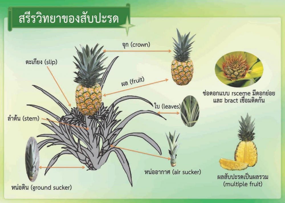 สับปะรด ขยายพันธุ์ด้วยการเพาะเลี้ยงเนื้อเยื่อ