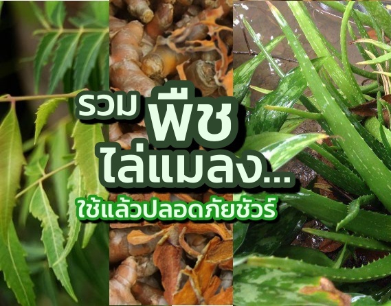 วิธีทำสมุนไพรขับไล่แมลงแบบต่างๆ