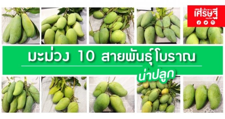 มะม่วง 10 สายพันธุ์โบราณ น่าปลูก