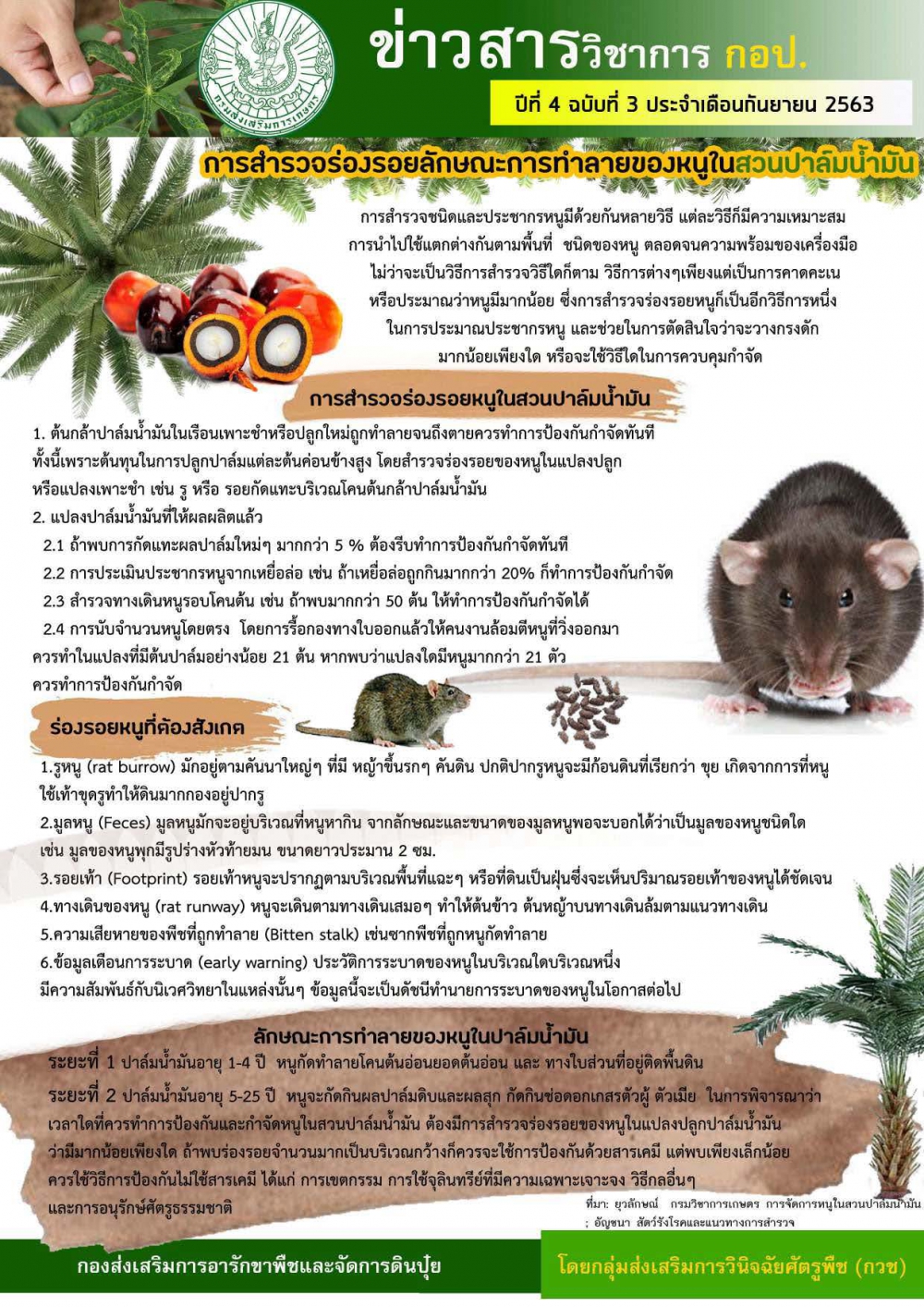 การสำรวจร่องรอยลักษณะการทำลายของหนูในสวนปาล์มน้ำมัน