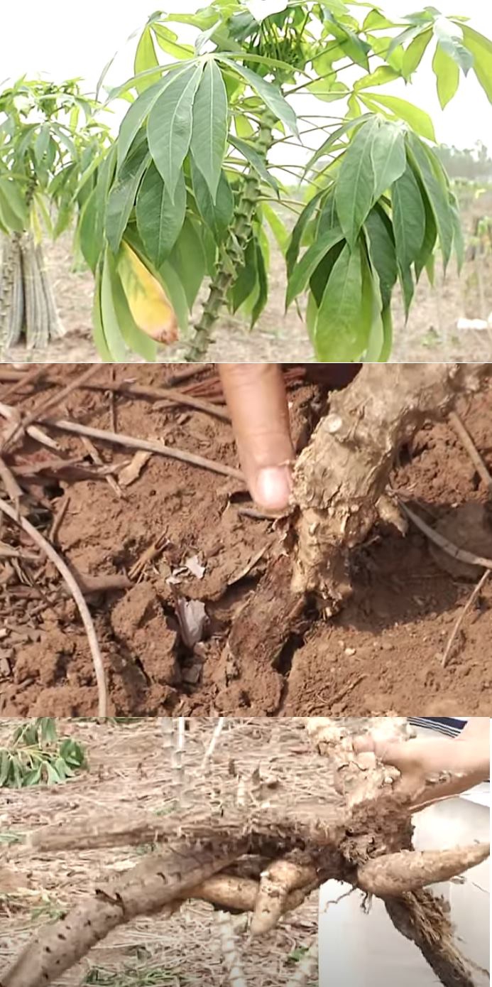 ระวังโรคโคนเน่าหัวเน่า(เชื้อราPhytophthoramelonis)