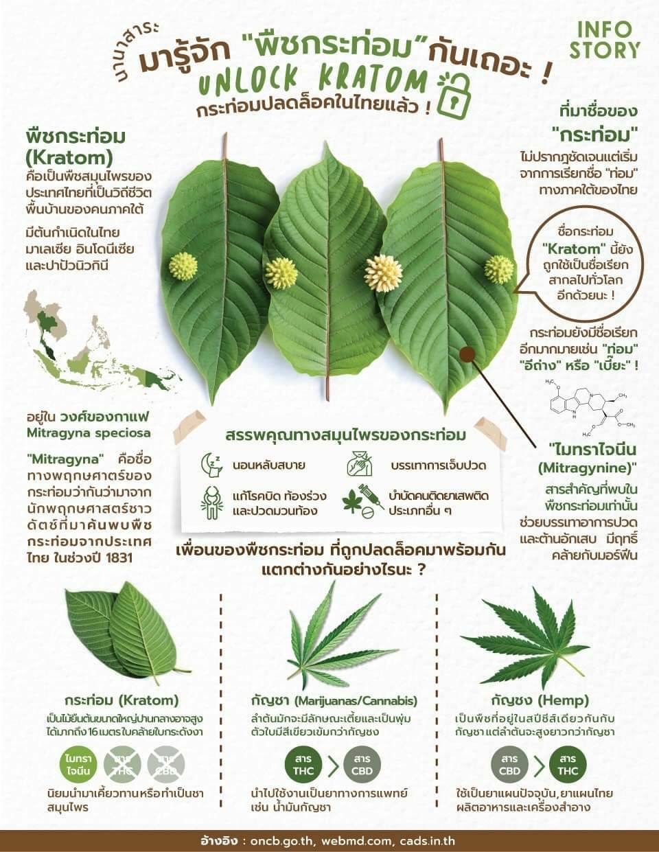 มารู้จักพืชกระท่อมกัน