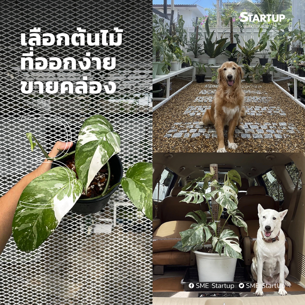 จากGlutaStoryสู่Homerยูทูปเบอร์ผันตัวเป็นพ่อค้าต้นไม้