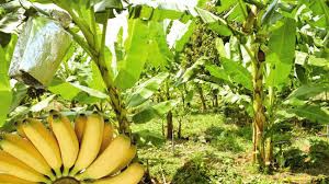 “กล้วยไข่” ผลไม้ยอดนิยม ขายได้ทั้งในและต่างประเทศ