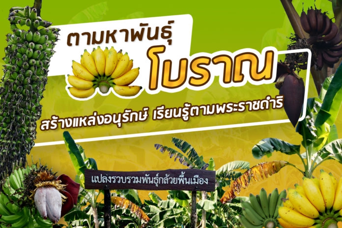 กรมวิชาการเกษตรตามหาพันธุ์กล้วยโบราณหายาก