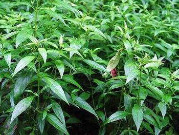 ฟ้าทะลายโจร : แนวทางปลูกเกษตรอินทรีย์