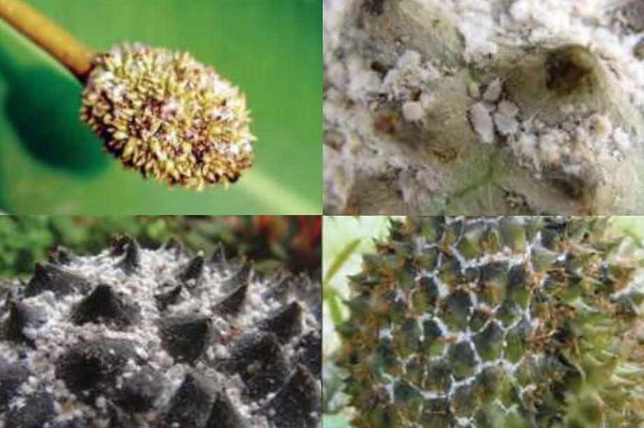 ระวังเพลี้ยแป้งระบาดสวนทุเรียน..สร้างปัญหาการส่งออก