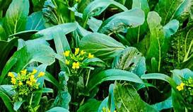 ผักกวางตุ้งอินทรีย์