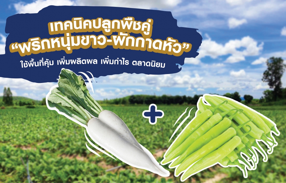 แนะเทคนิคปลูกพืชคู่