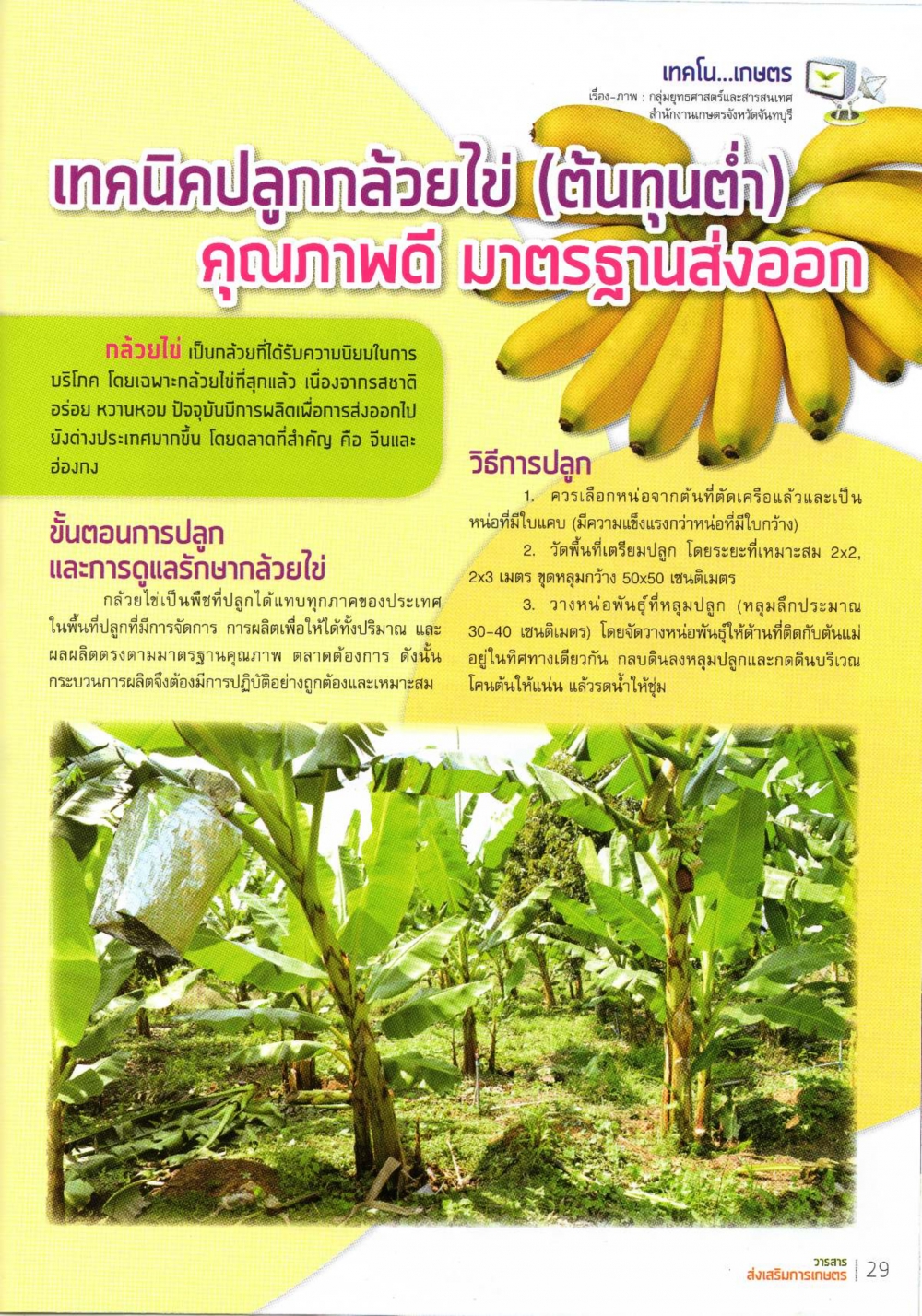 เทคนิคปลูกกล้วยไข่ ต้นทุนต่ำ คุรภาพดี มาตราฐานส่งออก