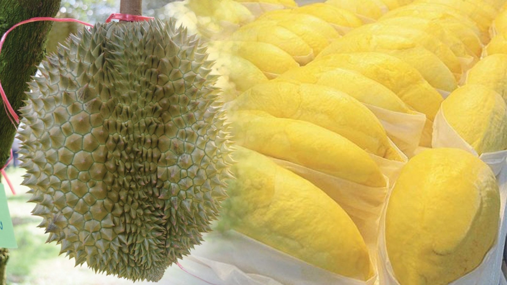 การใช้ทุเรียนเป็นยา