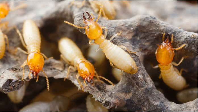 วิธีทำจุลินทรีย์จาวปลวก