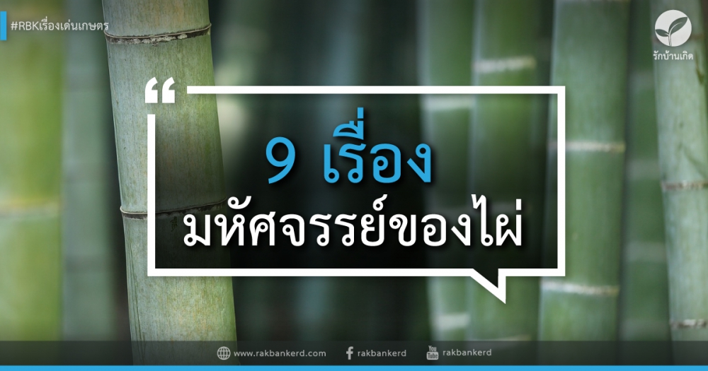 9 เรื่องมหัศจรรย์ของไผ่