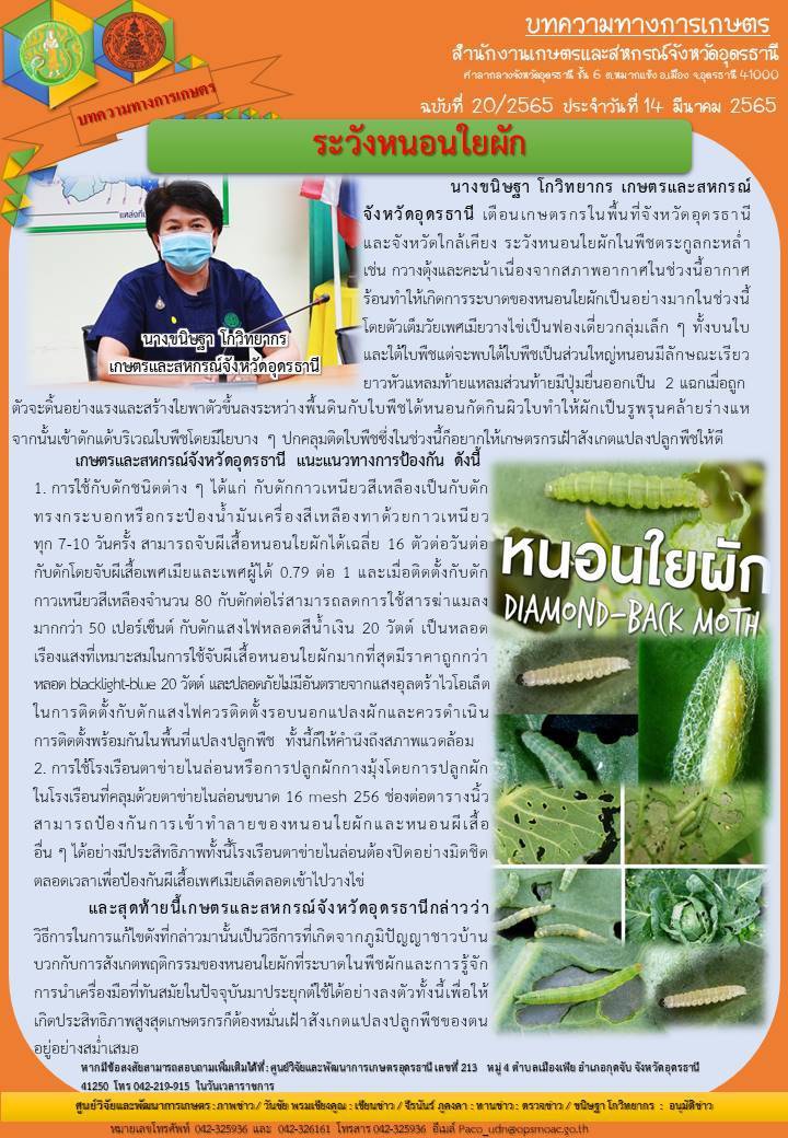 เตือนเกษตรกรระวังหนอนใยผัก