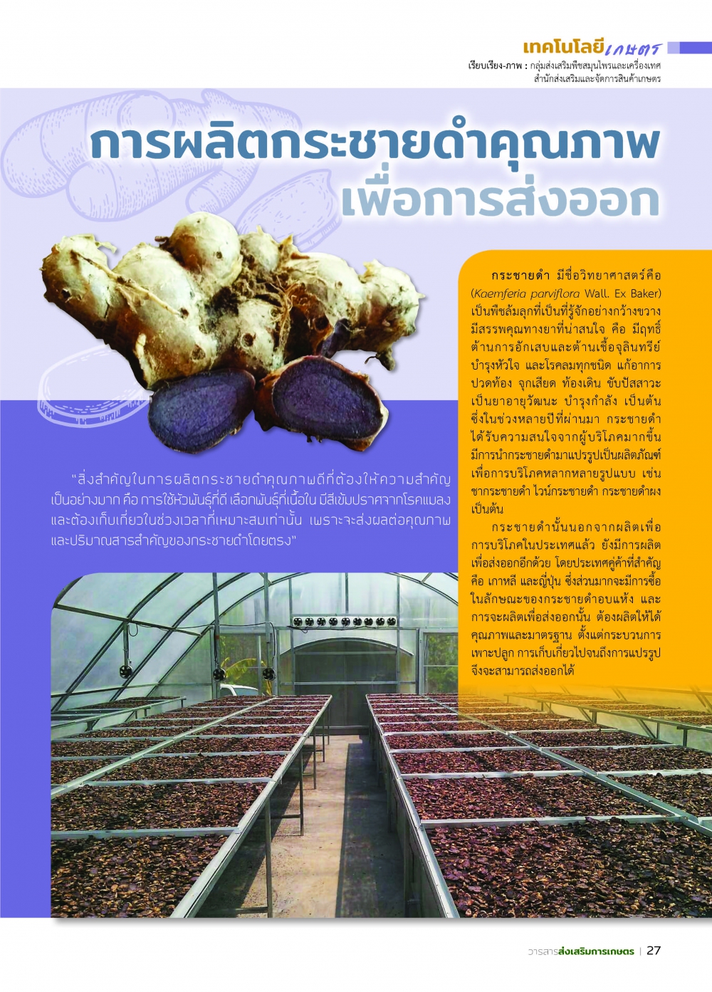 การผลิตกระชายดำ