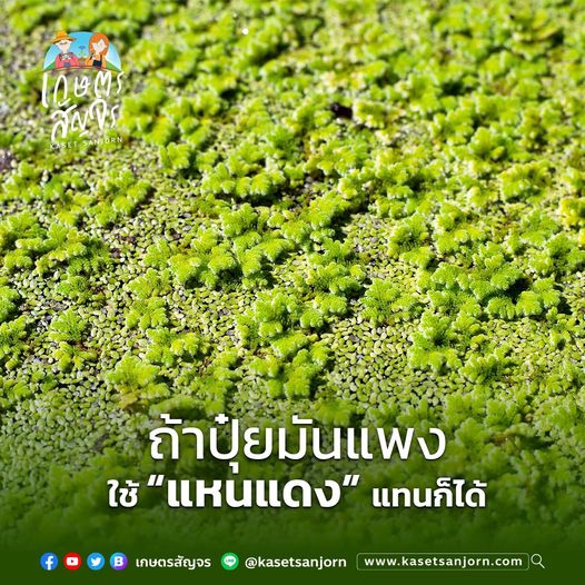 ถ้าปุ๋ยมันแพง ใช้ “แหนแดง” แทนก็ได้