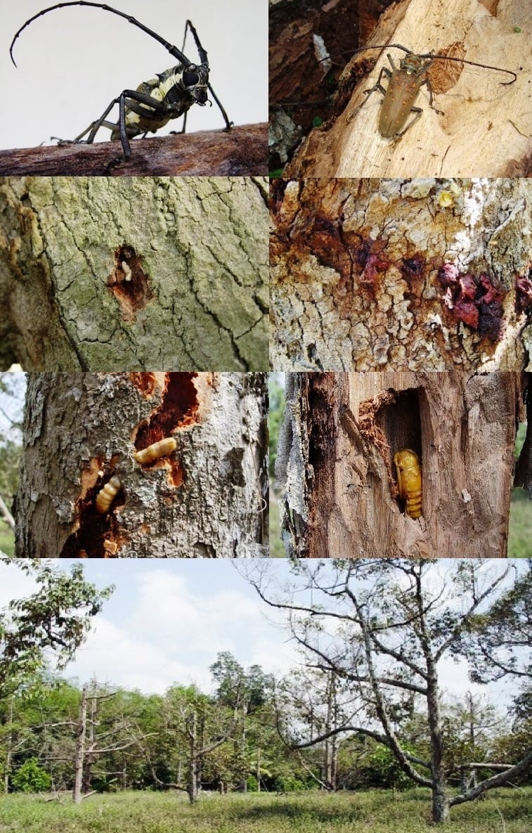 เตือน!!ชาวสวนทุรียนระวัง