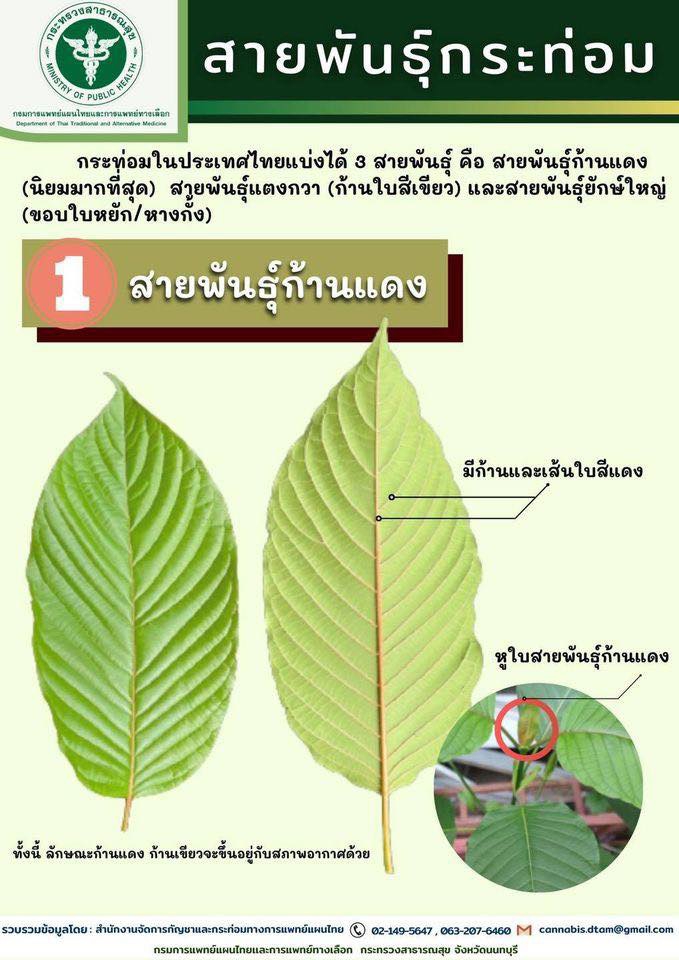 มาทำความรู้จักกับสายพันธุ์กระท่อมกัน