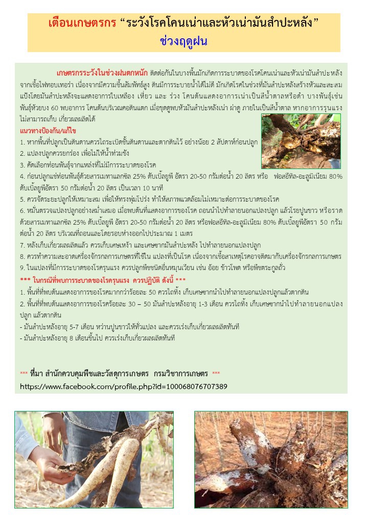 โรคโคนเน่าและหัวเน่ามันสำปะหลัง