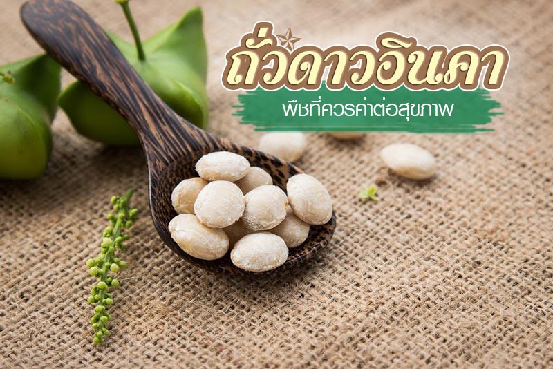 บทความทางการเกษตร (ถั่วดาวอินคา)