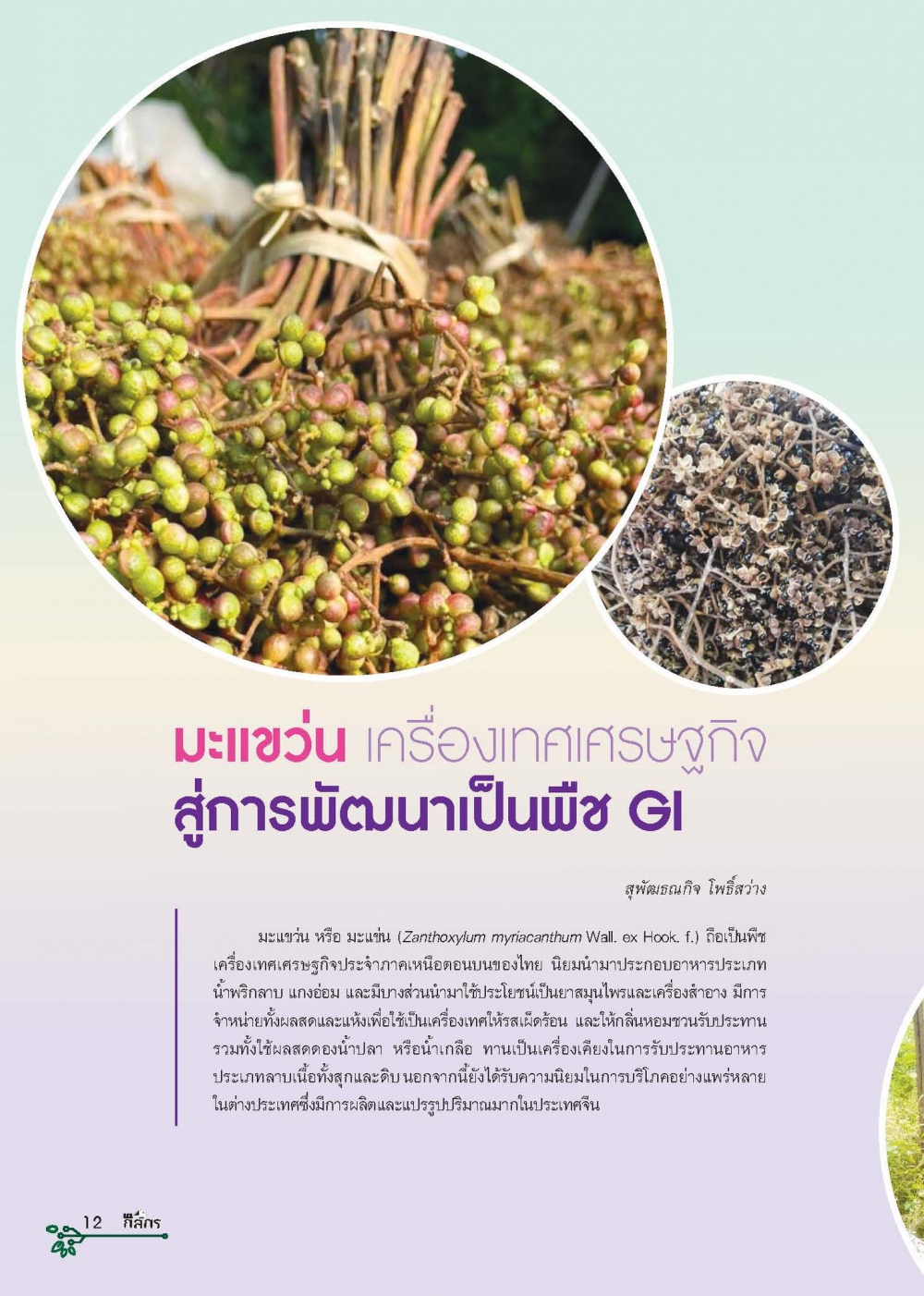 มะแขว่นเครื่องเทศเศรษฐกิจของภาคเหนือตอนบน