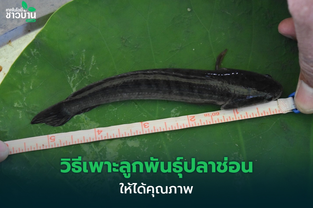 วิธีเพาะลูกพันธ์ุปลาช่อนให้ได้คุณภาพ