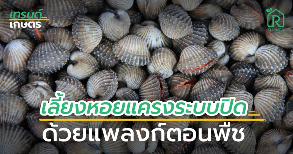 เลี้ยงหอยเเครง ระบบปิดด้วยแพลงก์ตอนพืช