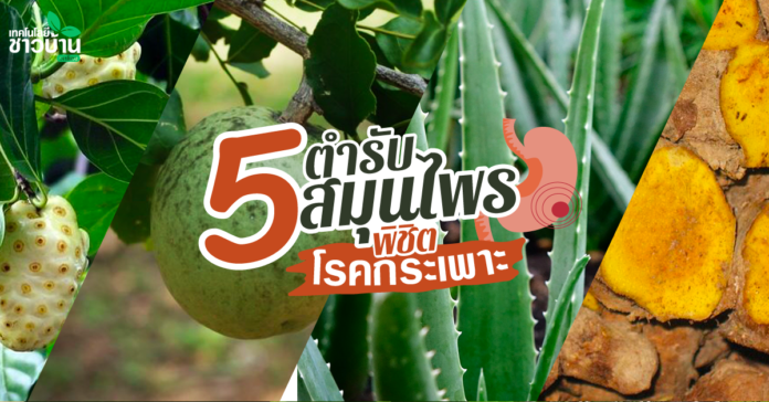5 ตำรับสมุนไพร เยียวยา ‘โรคกระเพาะอาหาร’
