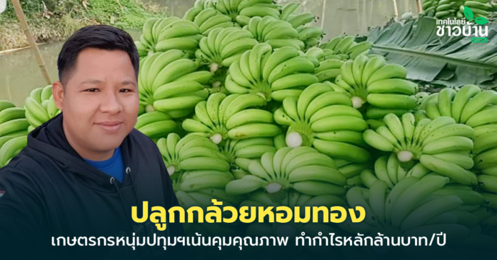 กล้วยหอมทองเป็นกล้วยที่นำพันธุ์มาจากจังหวัดเพชรบุรี