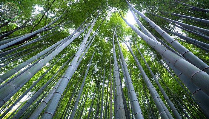 ‘ไผ่เลี้ยง’ไม้อเนกประสงค์ที่ไม่อาจมองข้าม