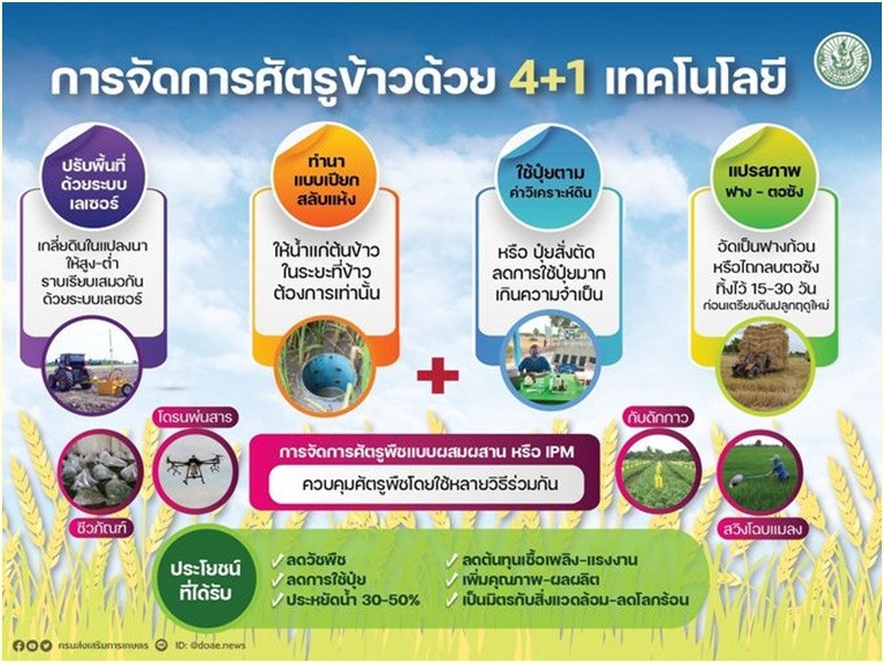 กรมส่งเสริมฯขับเคลื่อน4+1เทคโนฯจัดการศัตรูข้าว