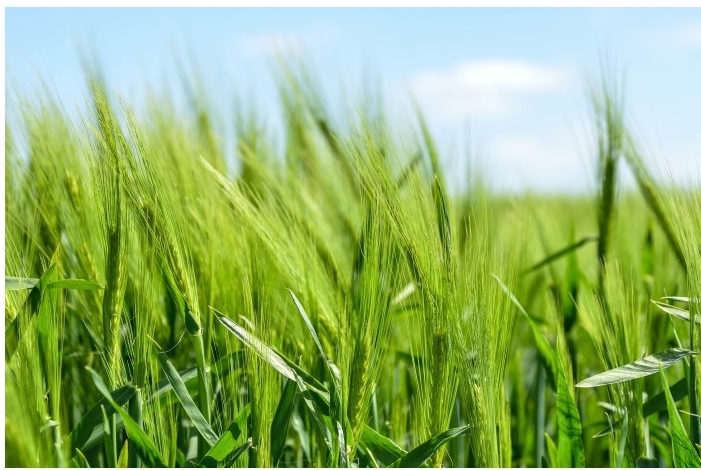 5 วิธี Slow life ในวิถีเกษตร