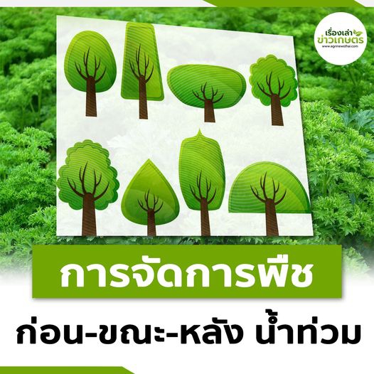 รู้วิธีการจัดการพืช เพื่อรับมือ ก่อน-ขณะ-หลัง น้ำท่วม