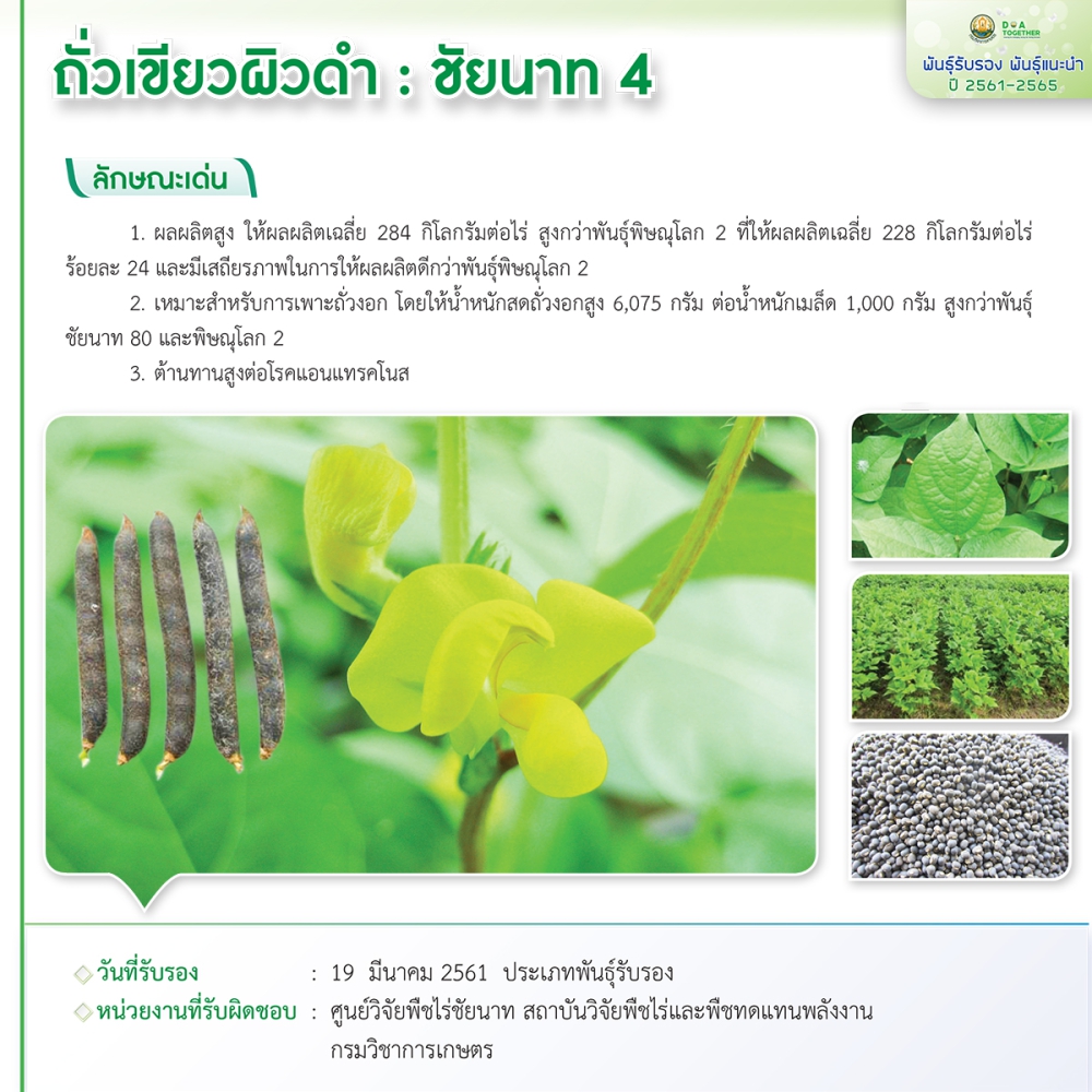 ถั่วเขียวผิวดำ : ชัยนาท 4