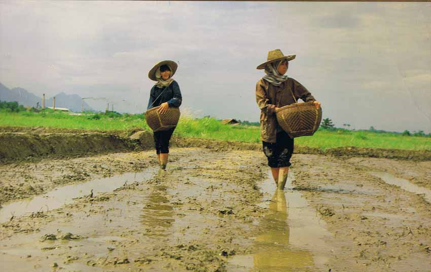 ทำนาหว่าน 5 กิโล/ไร่