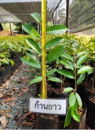 การเลือกต้นพันธุ์ทุเรียน