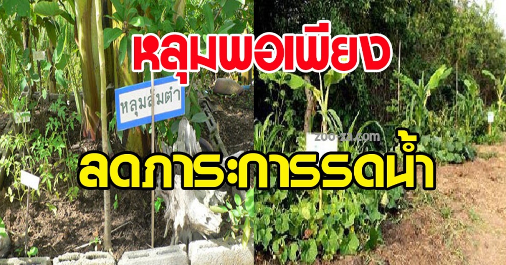 “หลุมพอเพียง”การเกษตรแบบใหม่แก้ปัญหาทุกอย่างได้ในหลุมเดียว