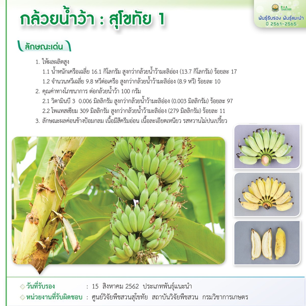 กล้วยน้ำว้า : สุโขทัย 1