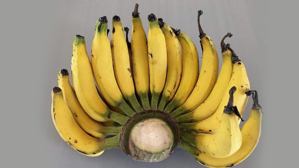 กล้วยเล็บมือนาง...ชุมพร1 คุณสมบัติอัดแน่น