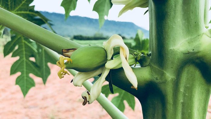 วิธีการแยกเพศมะละกอ