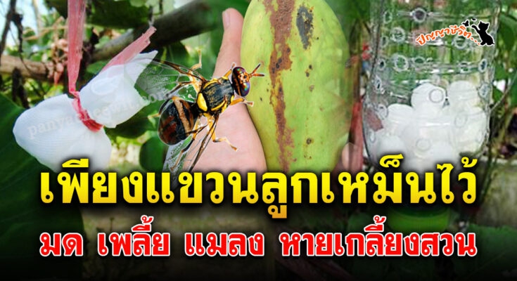 ของใช้ใกล้ตัวช่วยไล่แมลง แค่เอาใส่ถุงห้อยแขวนไว้