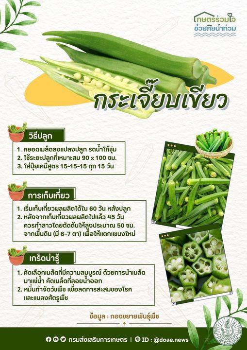 วิธีการปลูกและดูแล กระเจี๊ยบเขียว