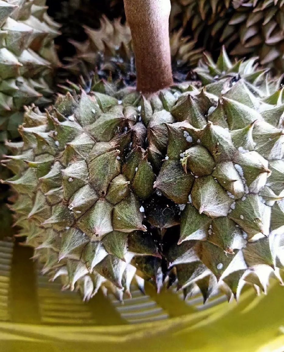 ระวัง เพลี้ยแป้ง ในทุเรียน