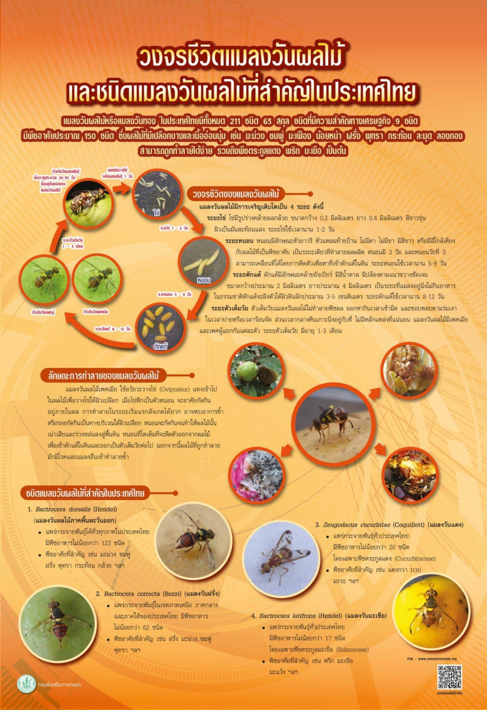 วงจรชีวิตแมลงวันผลไม้
