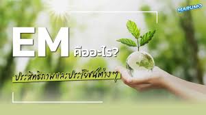 วิธีขยายน้ำ EM สำหรับใช้ในการเกษตร