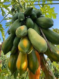 วิธีเพาะเมล็ดมะละกอให้งอกไวใน 24 ชั่วโมง อัตรารอดสูง