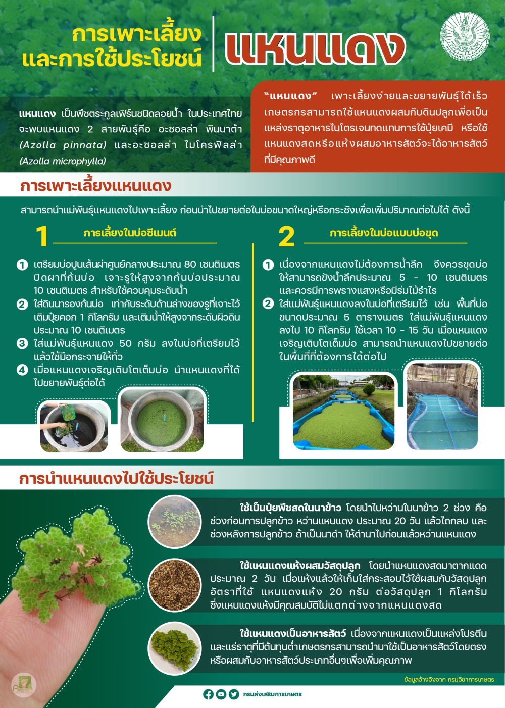 การเพาะเลี้ยงและการนำแหนแดงไปใช้ประโยชน์