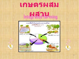 เกษตรผสมผสานและไร่นาสวนผสม ความคุ้มค่าของเกษตรกร
