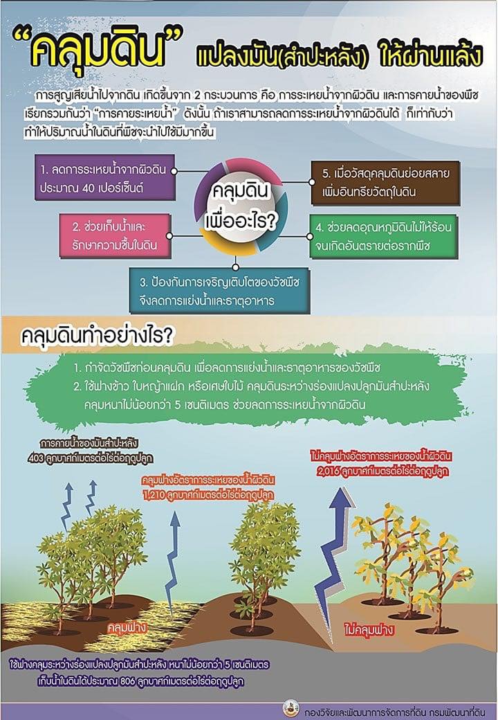 คลุมดินแปลงมัน(สำปะหลัง) ให้ผ่านเเล้ง